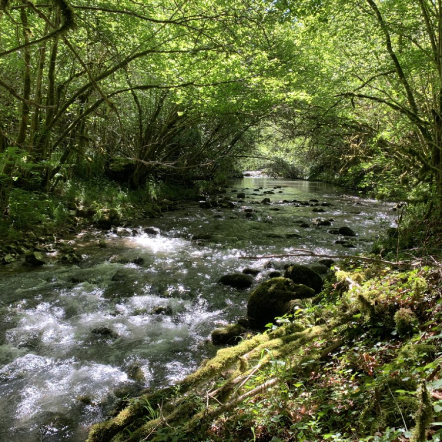 au fond des gorges coule le Douctouyre