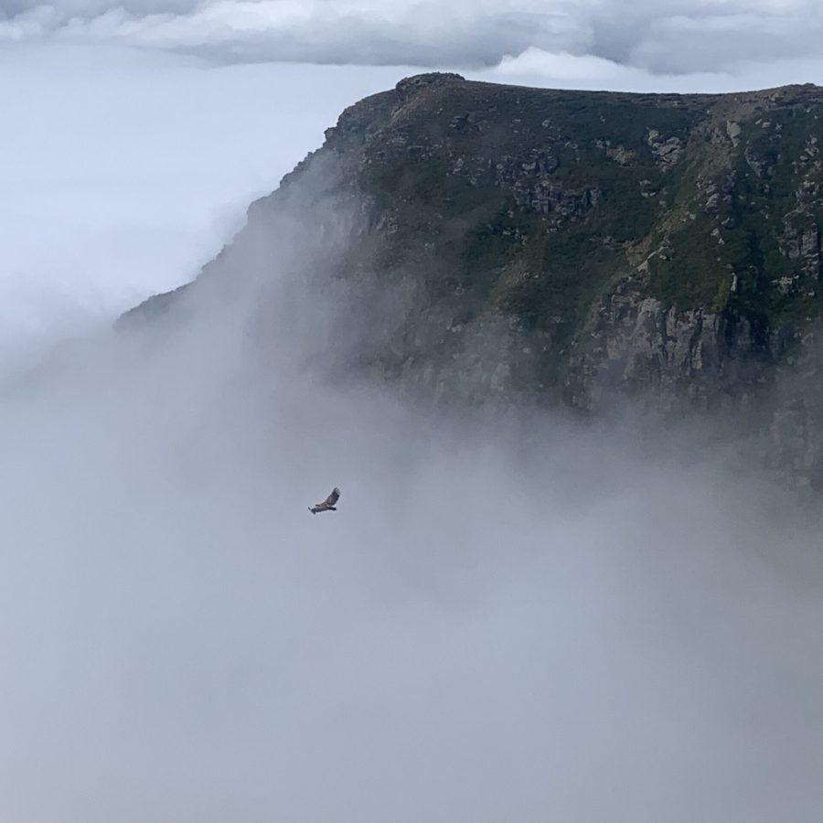 Vautours au-dessus des nuages